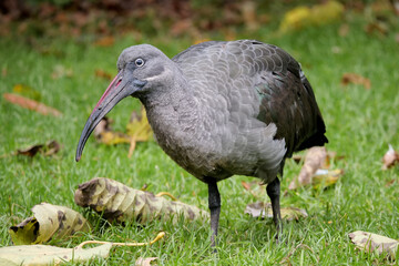 Hagedasch Ibis blickt in die Kamera vor grünem Hintergrund, Bostrychia hagedash