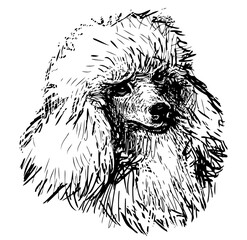 Sketch portrait of cute white poodle