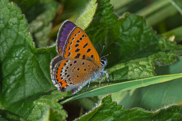 Lycaena helle, Blauschillernder Feuerfalter, DE, NRW, Kalterherberg, Eifel 2020/05/20 09:10:24
