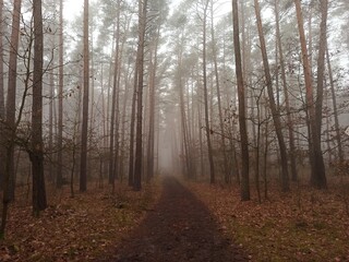 Fototapeta premium morning in the forest