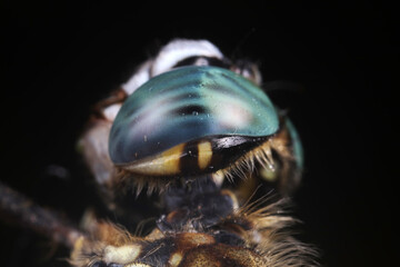 Close up of dragonfly's compound eyes