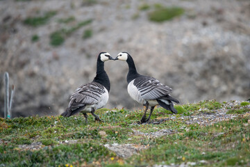Barnacle gooses