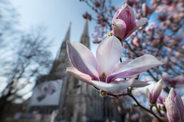 Frühling in Wien