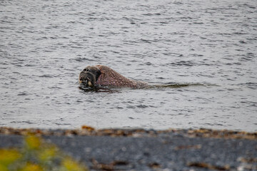 Walrus on the rookery