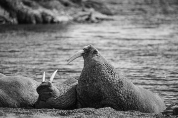 Walrus on the rookery