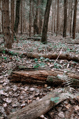 gloomy forest with rubble of trees