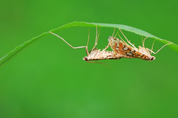 Lepidoptera insect on wild plants, North China