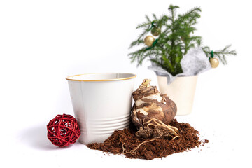 An amaryllis flower bulb ready to be planted in time to bloom by Christmas