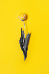 Farben des Jahres 2021 demonstrieren - Grau und Gelb. gelbe Tulpe auf gelbem Hintergrund. Leuchtendes Gelb und ultimatives Grau © Анна Со