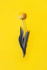 Farben des Jahres 2021 demonstrieren - Grau und Gelb. gelbe Tulpe auf gelbem Hintergrund. Leuchtendes Gelb und ultimatives Grau © Анна Со