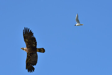 A Bonaparte's gull chases a curious juvenile bald eagle away from the gull's nesting site near an Alaskan lake.