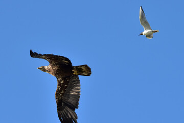 A Bonaparte's gull chases a curious juvenile bald eagle away from the gull's nesting site near an Alaskan lake.