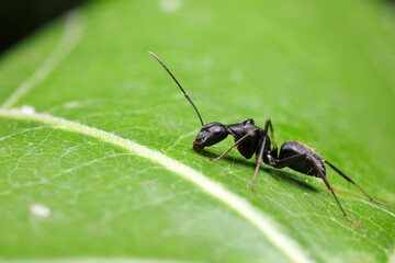 Ants on wild plants, North China
