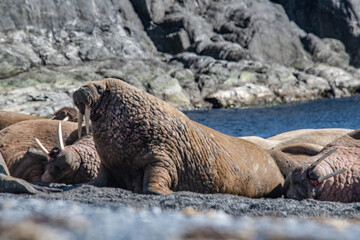 Walrus on the rookery