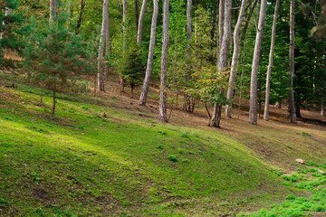 Forest glade against the background of a dense green forest