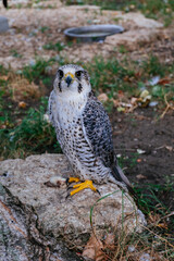 Saker Falcon, Falco cherrug, sitting on the stone, close up