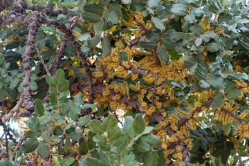 Carob or locust tree, Ceratonia siliqua flowers and leaves background