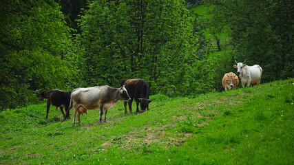 Naklejka na ściany i meble Cows feeding on a green meadow, near a forest, located over a hill in Latorita Mountains. Traditional farming or grazing in Carpathian Mountains, Romania.