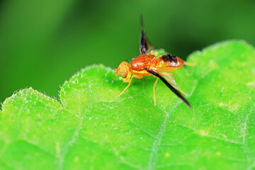 Flies on plants in the nature, North China Plain