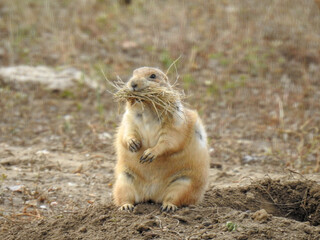 Prairie Dog with straw in the Badlands of South Dakota