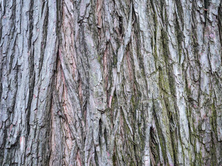 wooden texture tree and backdrop