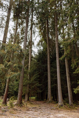 tall old trees in autumn pine forest. Carpathian mountains, Ukraine