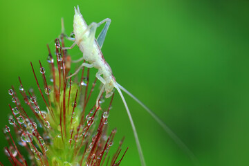 Tree crickets on wild plants, North China