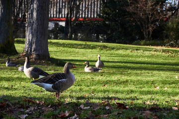 A pair of ducks for a heart in the park during autumn