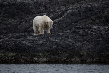 Polar bear in high Arctic