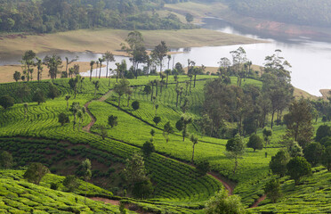Panorama of tea plantations in Western Ghats range of mountains in Munnar, Kerala, South India