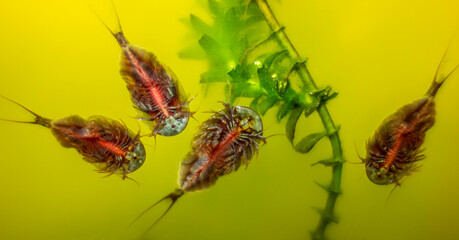 Triops