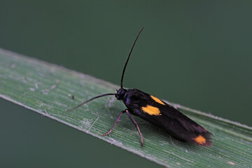 Moths on leaves in nature, North China Plain