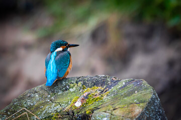 Kingfisher (Alcedo atthis)
