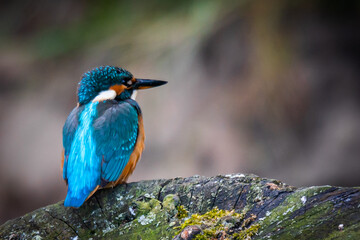 Kingfisher (Alcedo atthis)