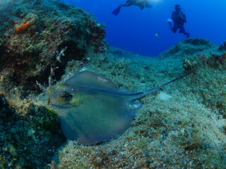sting ray fish underwater scuba divers around stingray ocean scenery of human and animal © underocean