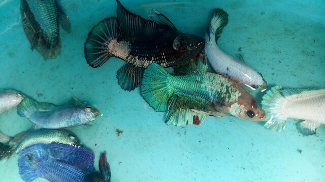 A number of ornamental betta fish are in the aquarium in Poris Jaya, Tangerang City, Banten, Saturday (19-12-2020).&nbsp;Various types of ornamental Betta fish are cultivated in that place.