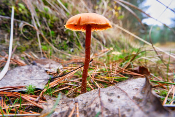 A mushroom of a toadstool with a thin stem of orange-red color in autumn.
