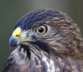 Head shot of one eyed Hawk with intense stare. Accipitridae.