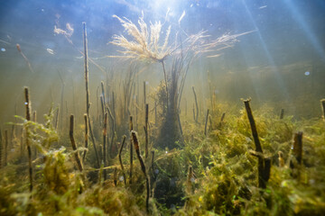 Freshwater landscape