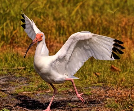 American white ibis landing and looking like a "Ta-Da" pose. Eudocimus albus.