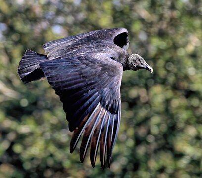 Black vulture in flight up close with green foliage background. Coragyps atratus.