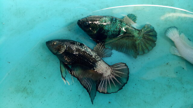 A number of ornamental betta fish are in the aquarium in Poris Jaya, Tangerang City, Banten, Saturday (19-12-2020).&nbsp;Various types of ornamental Betta fish are cultivated in that place.
