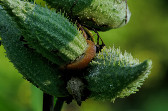 A slug on a milkweed pod
