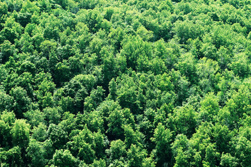 Summer forest with many green trees