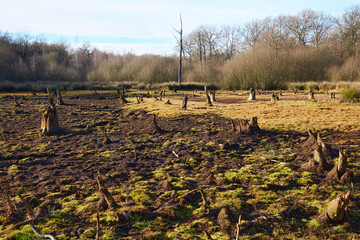 Das Moor ist Biotop, in dem viele Tiere und Pflanzen heimisch sind.