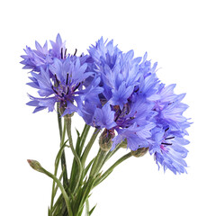 a bouquet of cornflowers on a white background