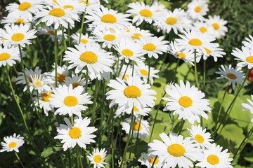 chamomile flower in the garden in summer