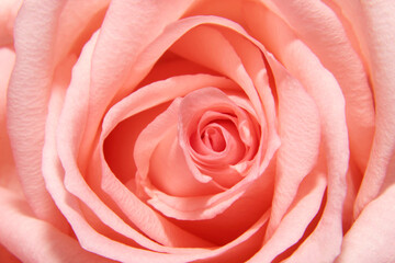 Obraz na płótnie Canvas flower pink rose petals macro
