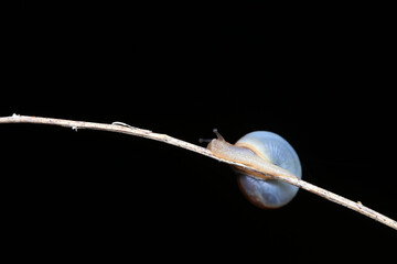 The snail crawls on the green leaves