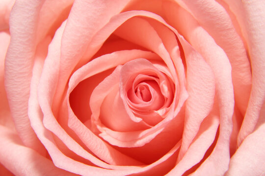 flower pink rose petals macro